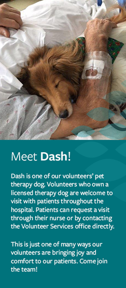 Dash, the Therapy Dog